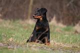 BEAUCERON - PUPPIES 390